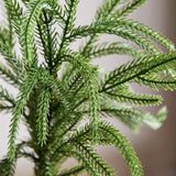 Groene Kleine Enkele Tak Den
