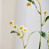 Kamille Margrietbloemen - Wit