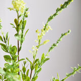 Salvia Bloem - Geel