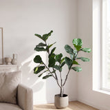 Vioolplant - 80*60*150cm
