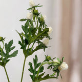Kruisdistel - Wit