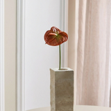 Anthurium - Gebrand Oranje