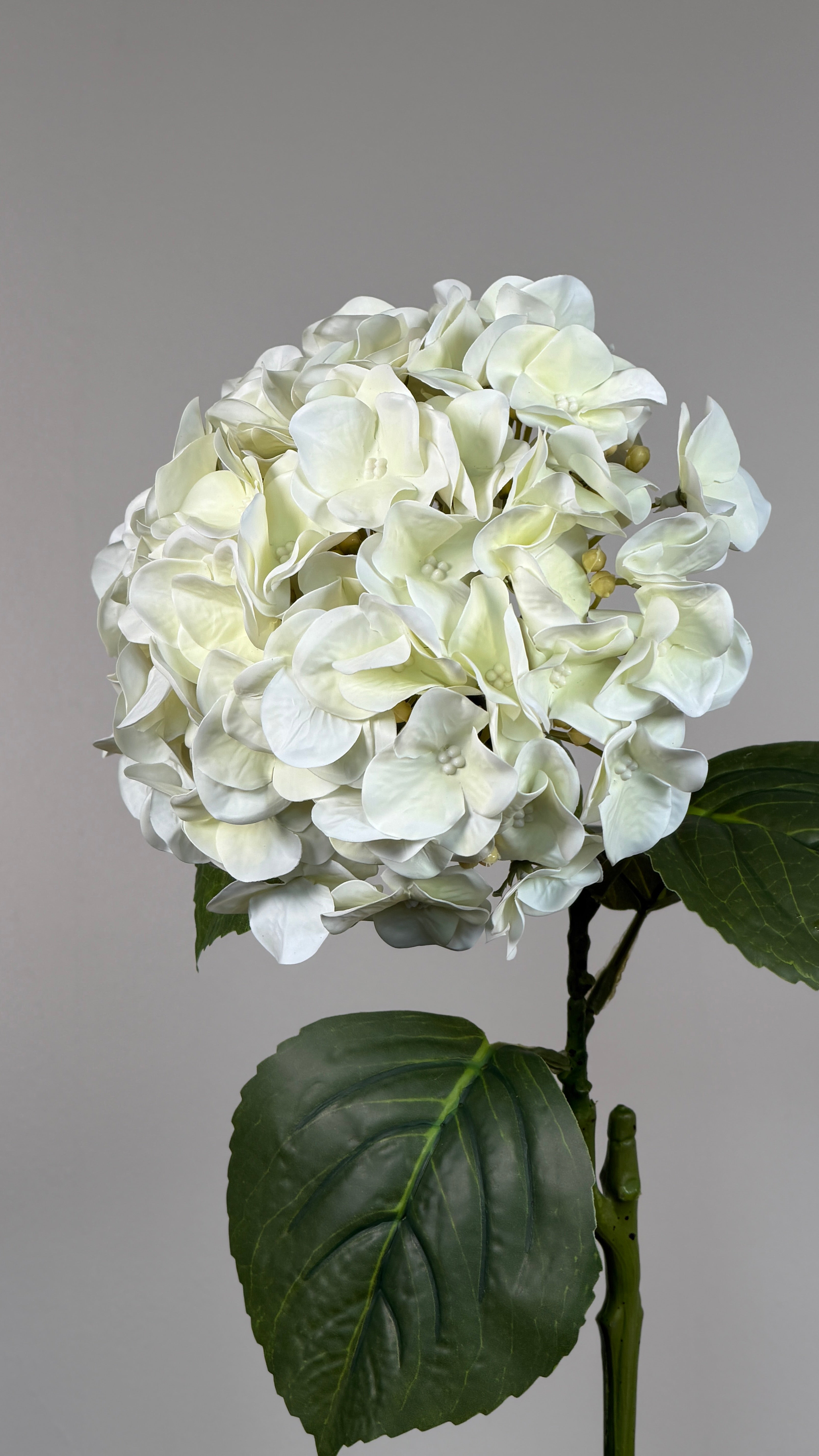 Luksus Hortensia - Beige close-up