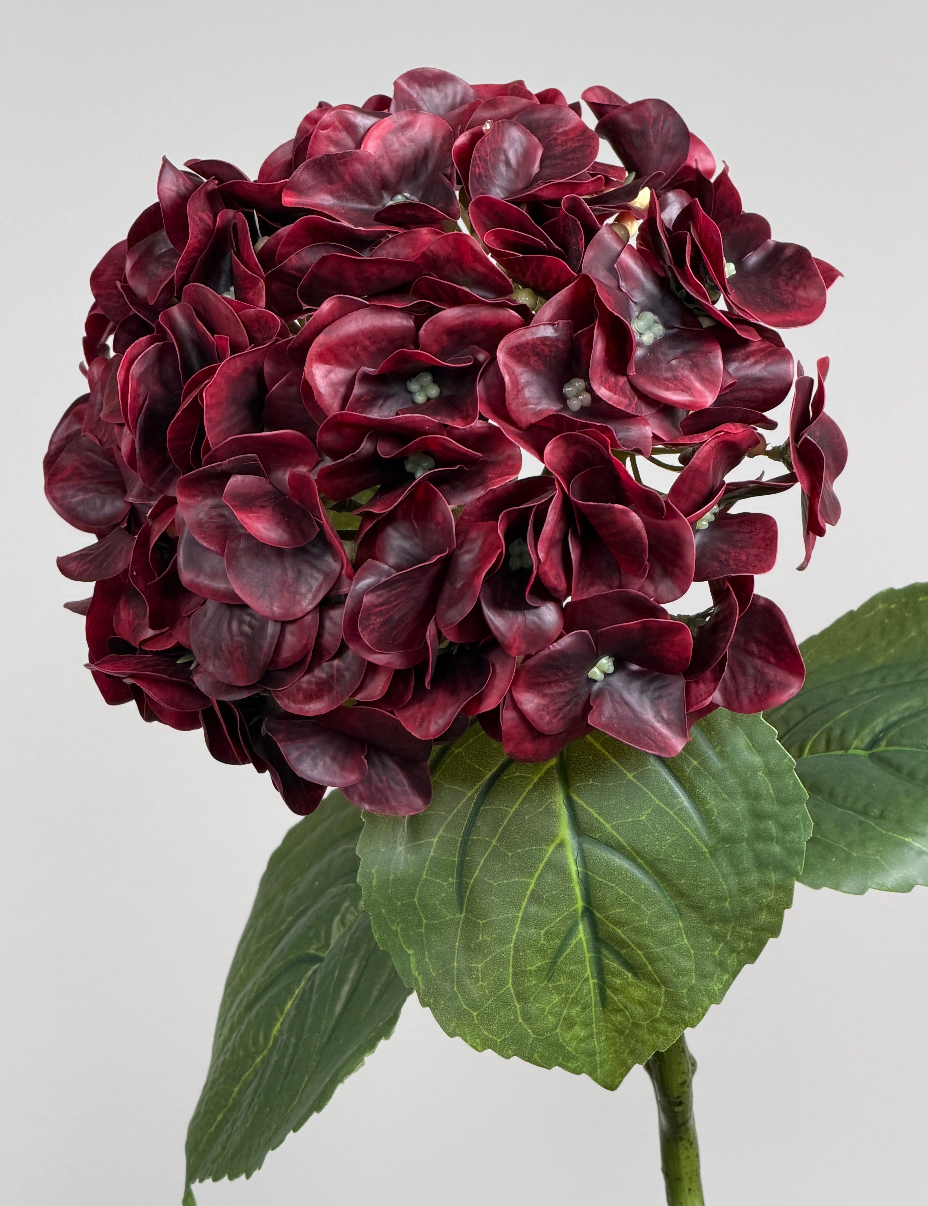 Luksus Hortensia - Dyb Bordeaux close-up