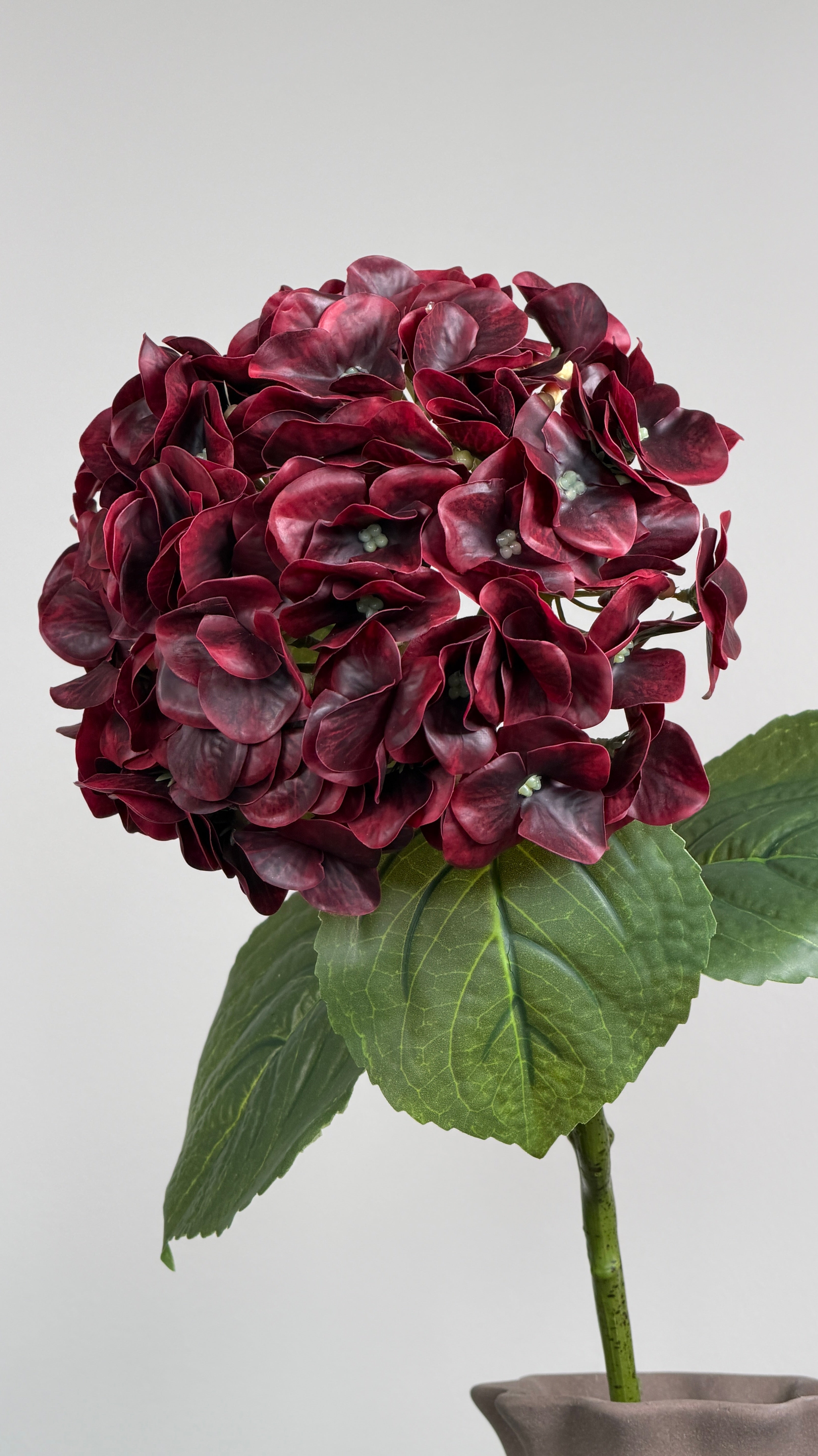 Luksus Hortensia - Dyb Bordeaux close-up