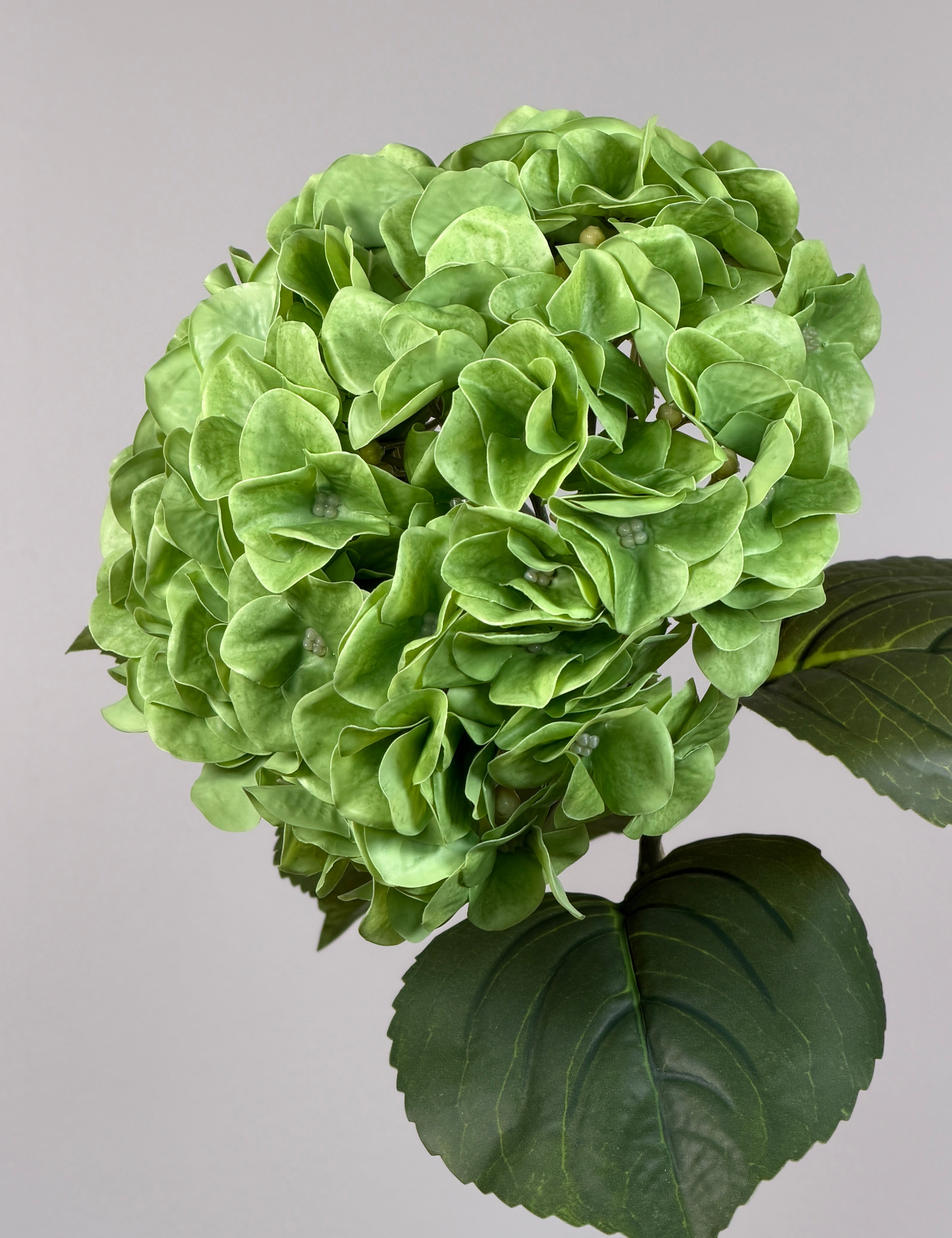 Luksus Hortensia - Grøn close-up