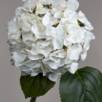 Luksus Hortensia - Hvid close-up