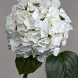 Luksus Hortensia - Hvid close-up