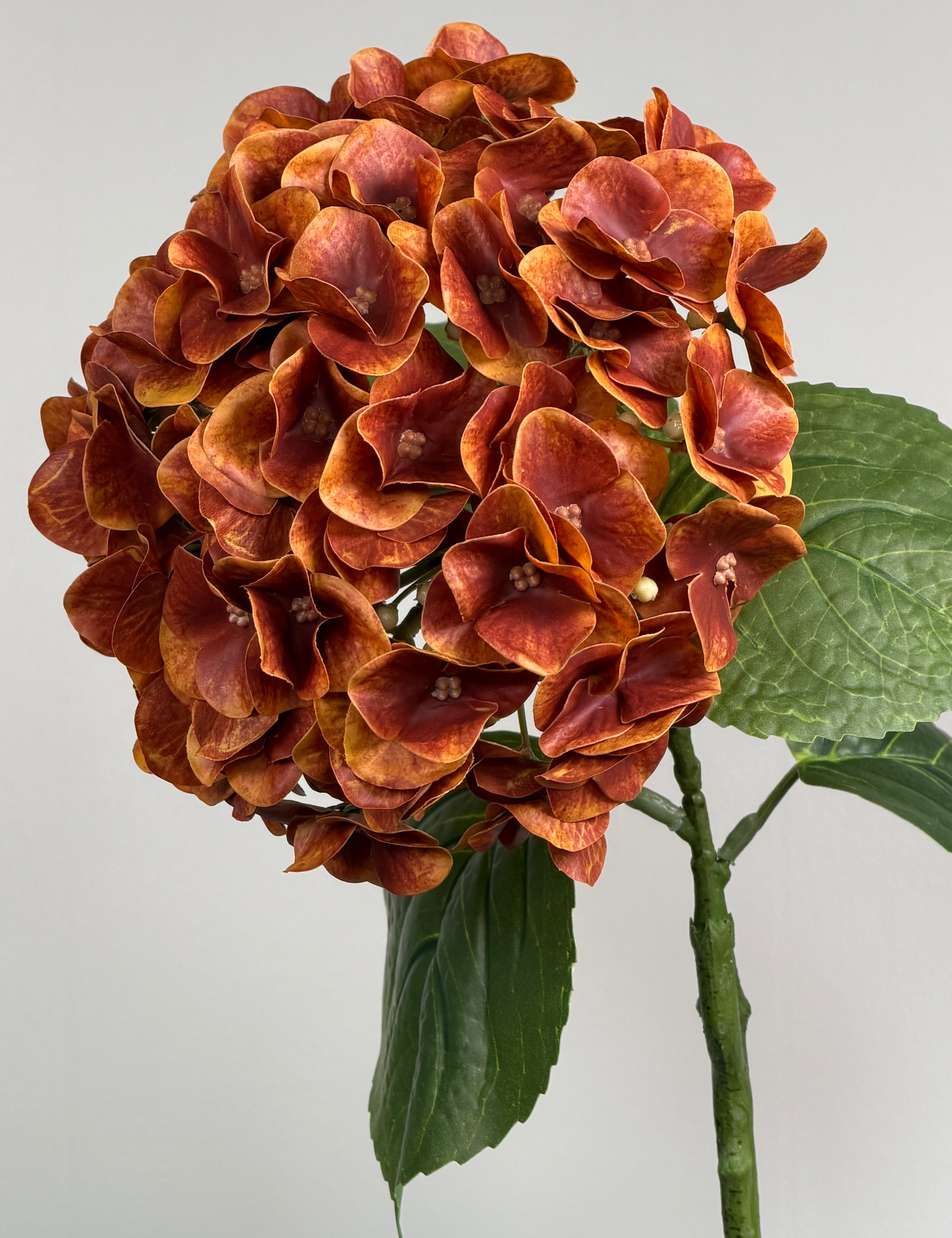Luksus Hortensia - Kobber close-up
