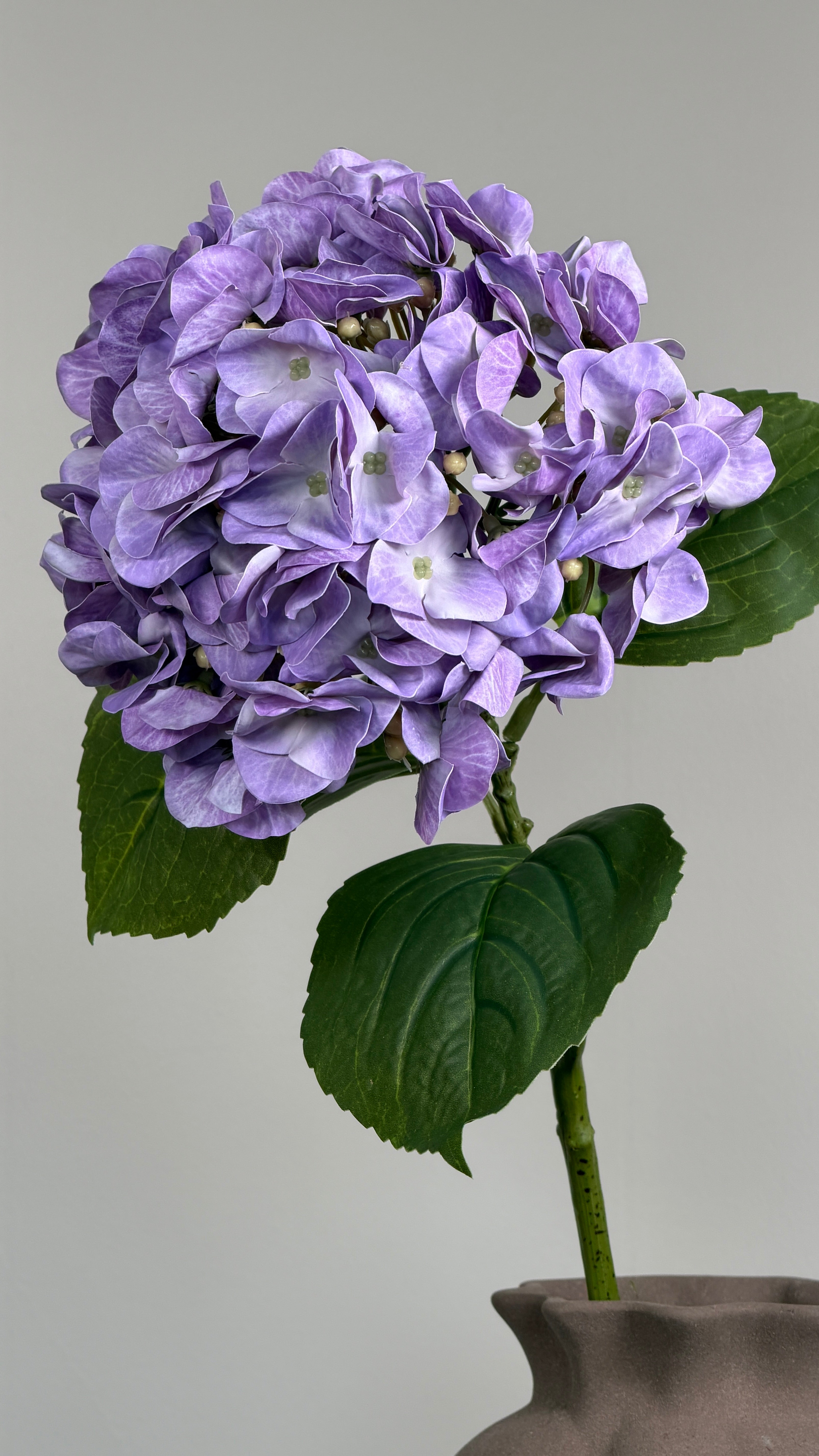 Luksus Hortensia - Lavendel close-up