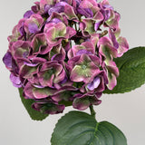 Luksus Hortensia - Lilla/Lysegrøn close-up