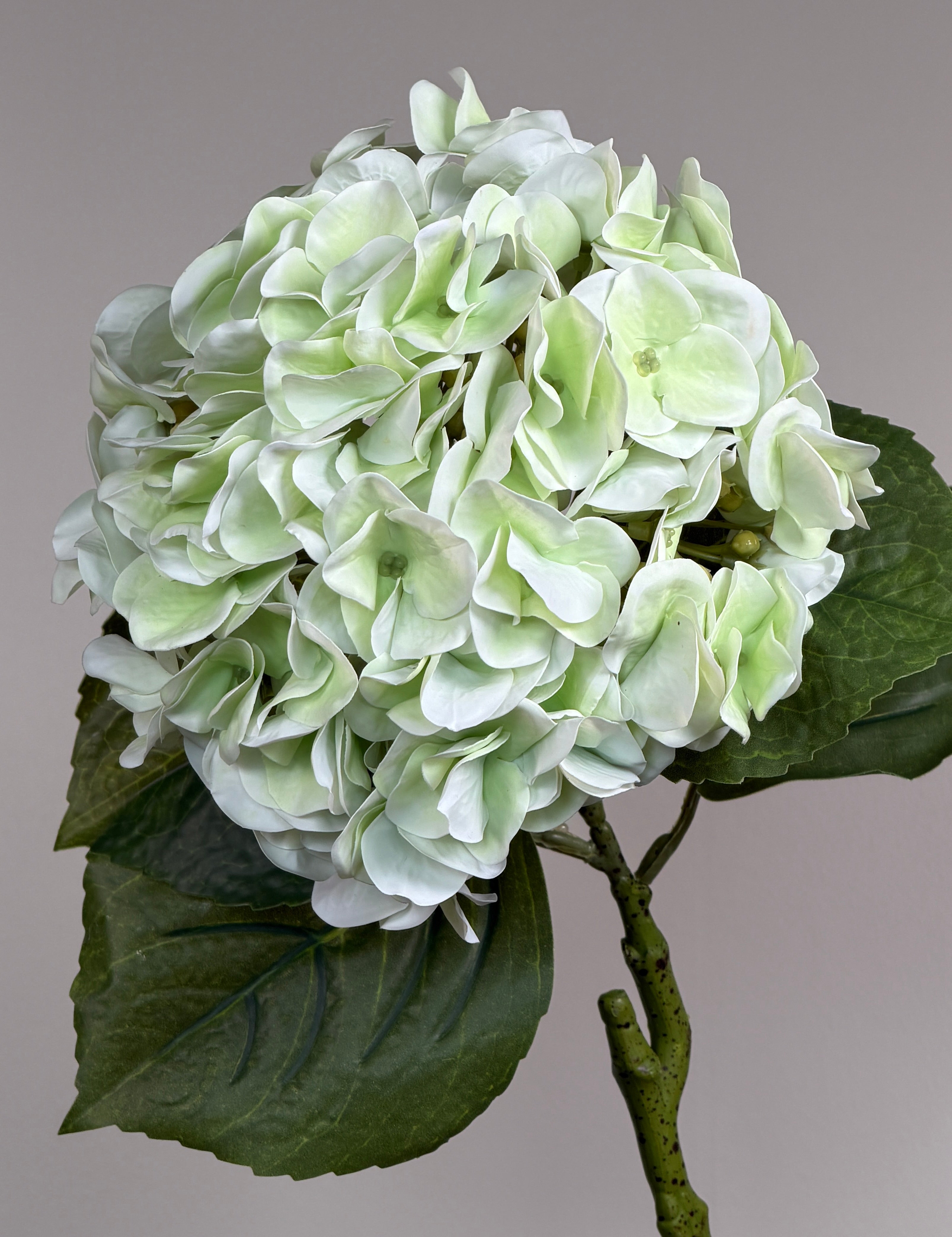 Luksus Hortensia - Lysegrøn close-up