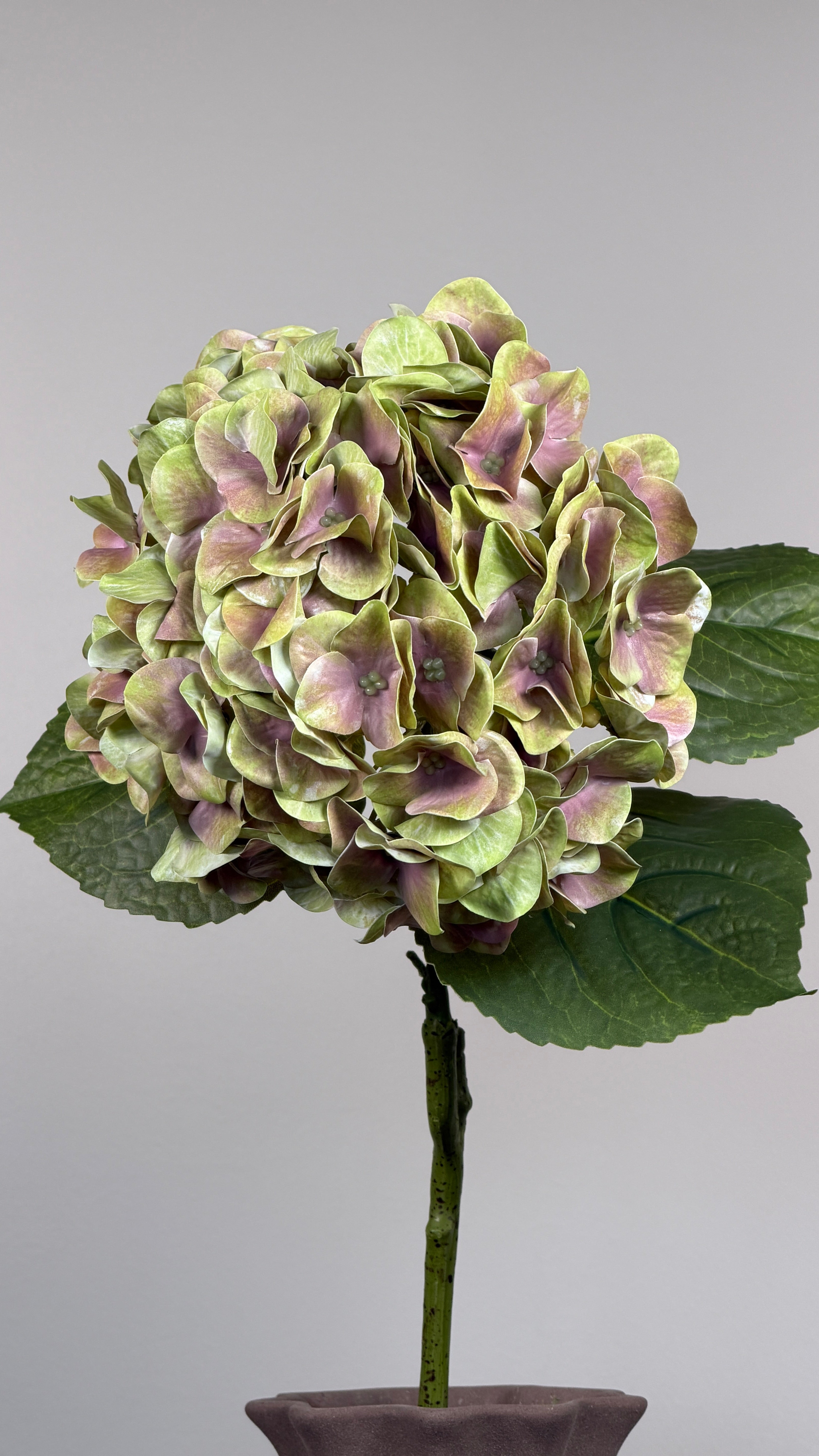 Luksus Hortensia - Lysegrøn/Rosa close-up