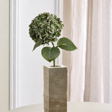 Luksus Hortensia - Mosgrøn
