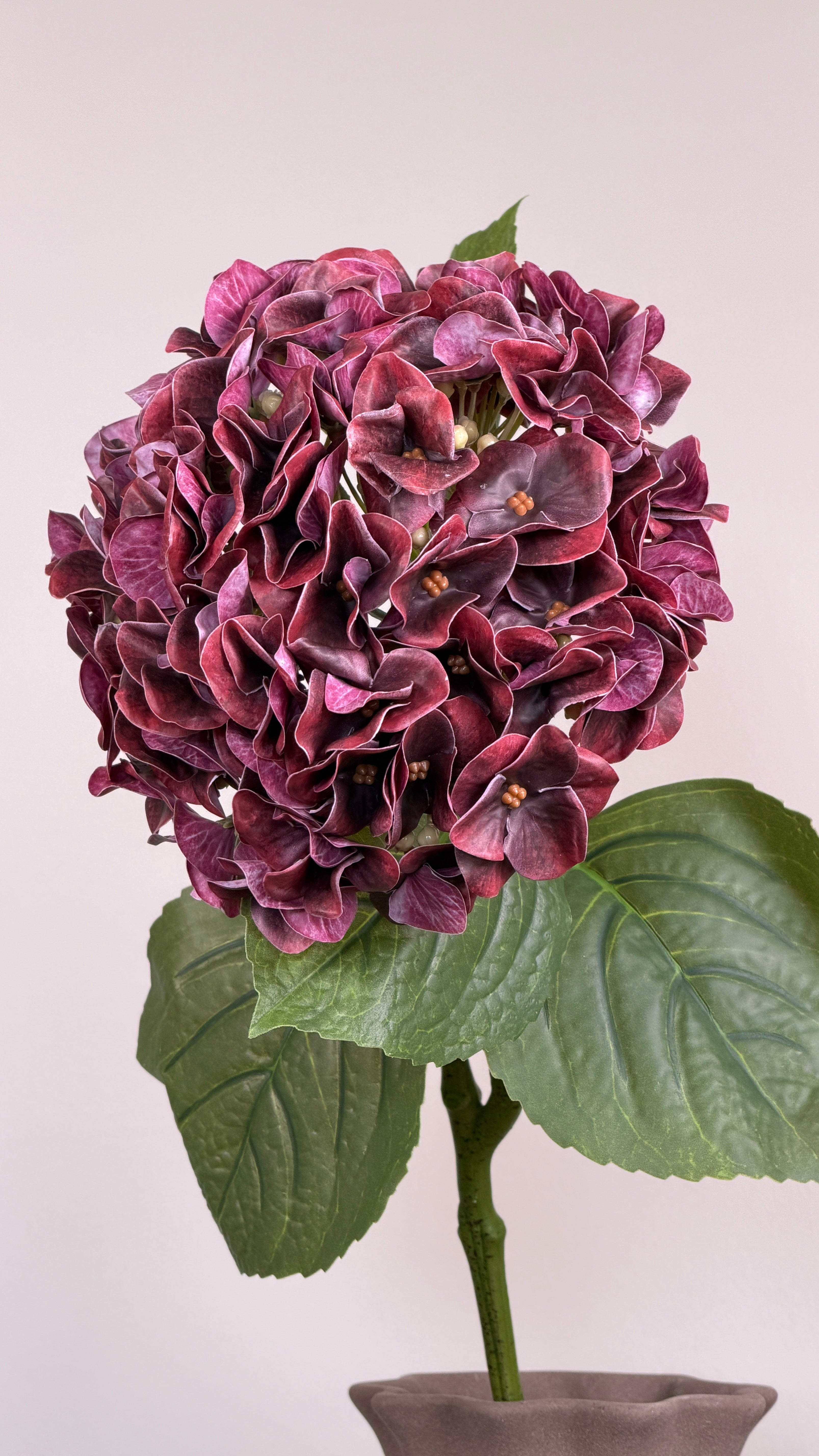 Luksus Hortensia - Støvet Bordeaux close-up