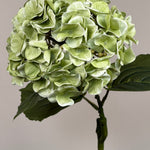 Luksus Hortensia - Støvet Grøn close-up