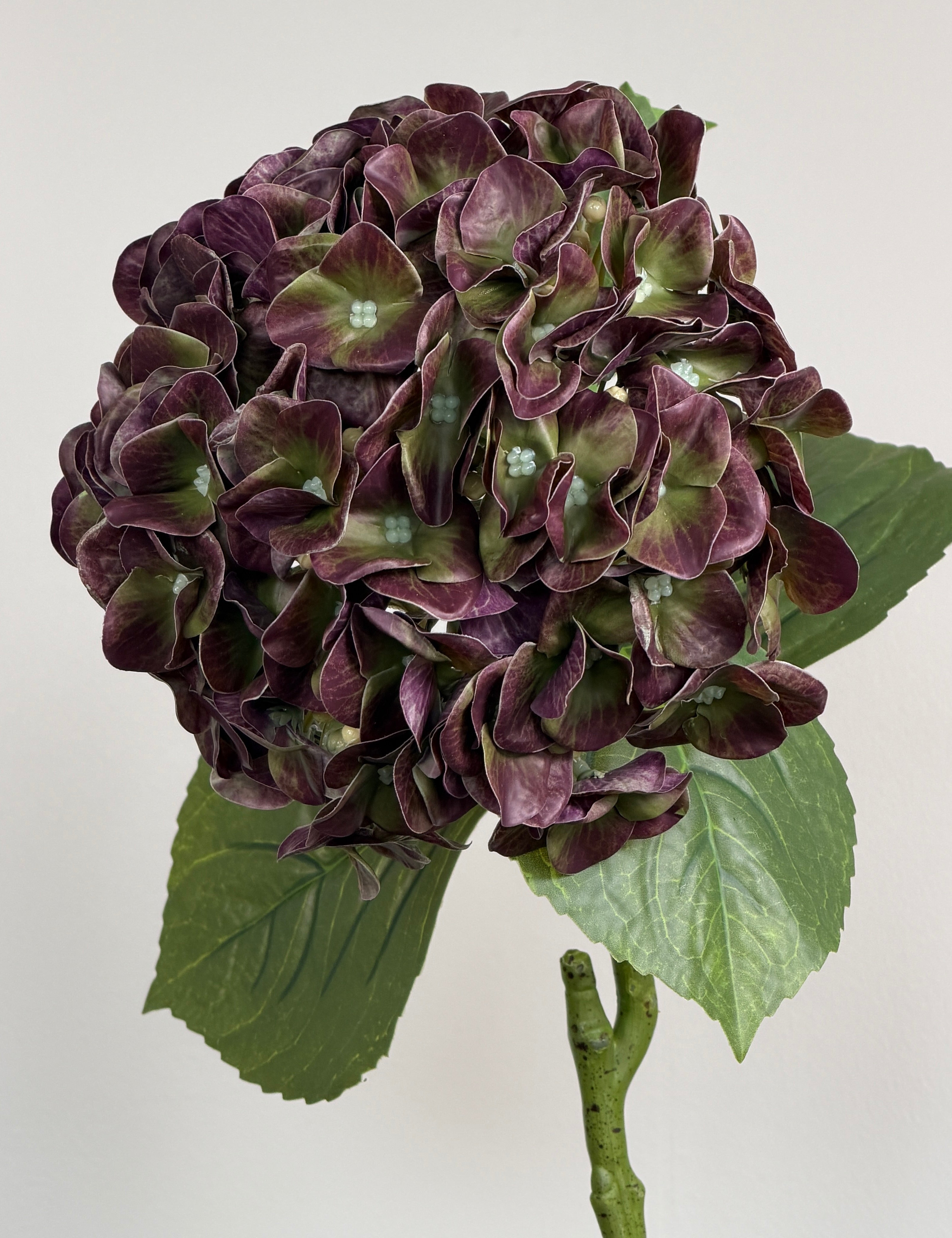 Luksus Hortensia - Støvet Lilla/Grøn close-up