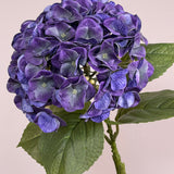 Luksus Hortensia - Violet close-up