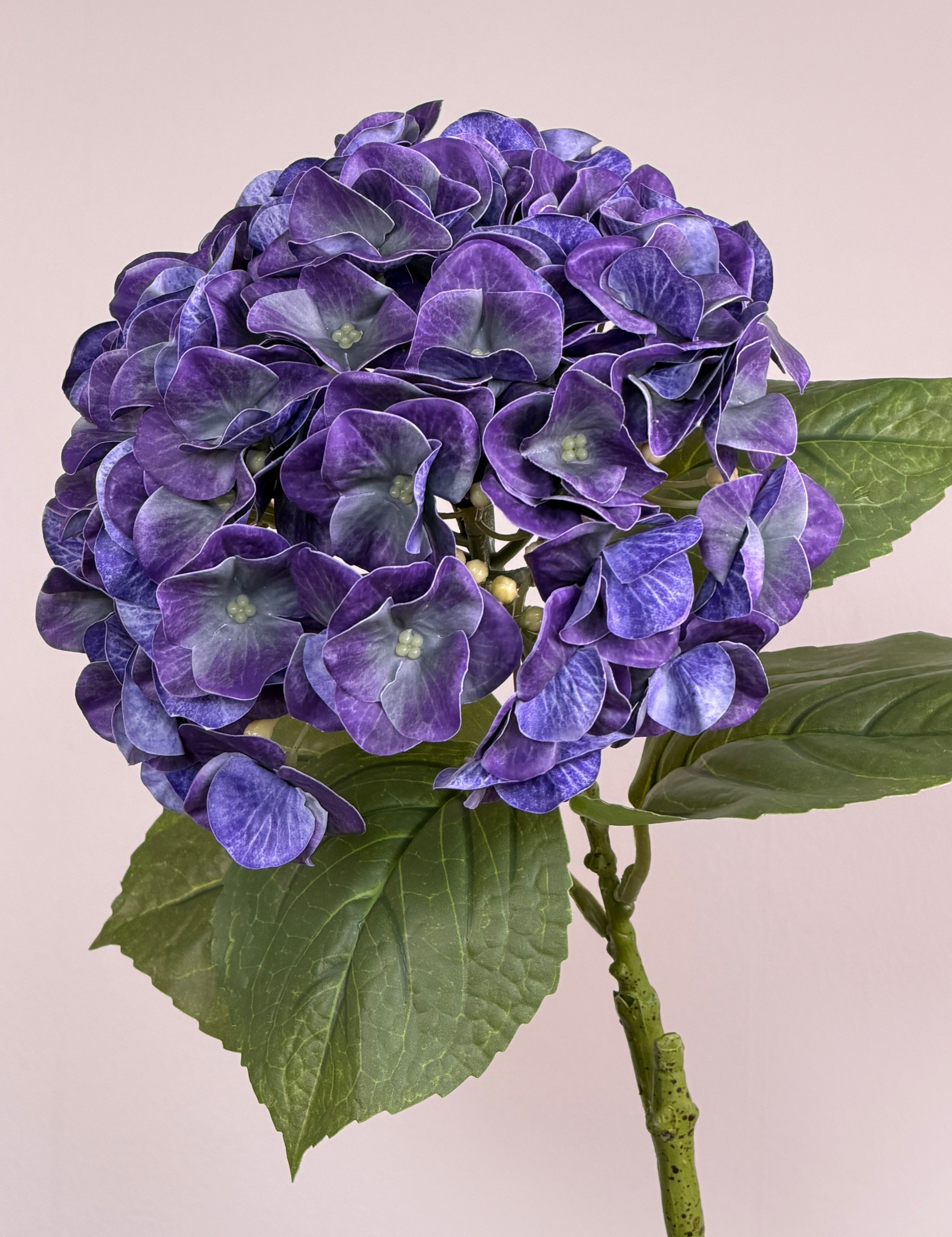 Luksus Hortensia - Violet close-up